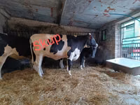 Kuh, Russian Black pied cattle — Foto 1
