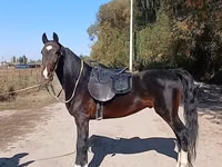 Hengst, French Trotter — Foto 4