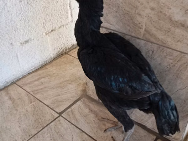 Guinea fowl