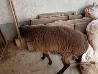 Widder, Blackheaded Persian sheep — Foto 3