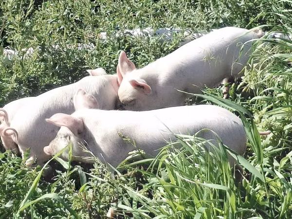 Schweine (Partie, Geschlecht nicht angegeben), 