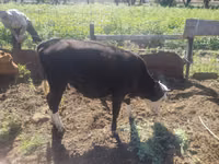 Bull, Cattle — photo 3