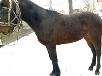 Hengst, Budyonny horse — Foto 2
