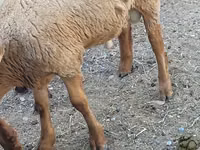Widder, Rhon sheep — Foto 2
