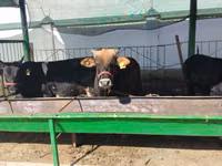 Cattle (batch, sex not specified), Cattle — photo 2