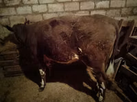 Cow, Cattle — photo 1