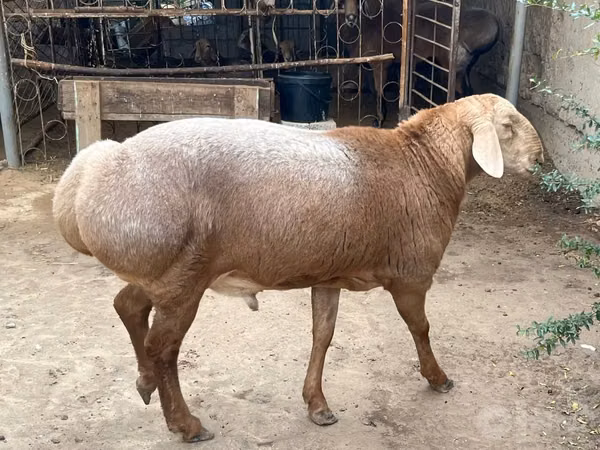 Carnero, Ovejas