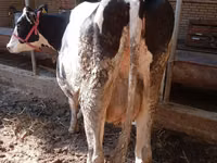 Kuh, Holstein-Rasse — Foto 4