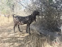 تيس, Nubian Goat — الصورة 4