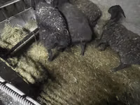 母羊, Sheep — 照片 5