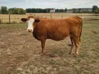 母牛, Simmental cattle — 照片 1