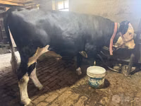 Kuh, Simmental cattle — Foto 3