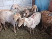 نعجة, Arashan sheep — الصورة 3