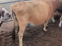 بقرة, Simmental cattle — الصورة 7