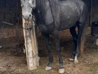 公马, Horses — 照片 1