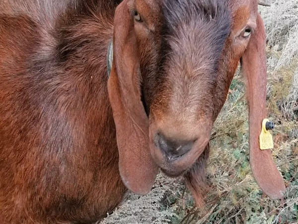 تيس, Nubian Goat