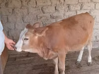 公牛, Simmental cattle — 照片 1