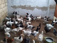 Chickens — Foto 1