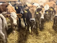 بقرة, Simmental cattle — الصورة 3