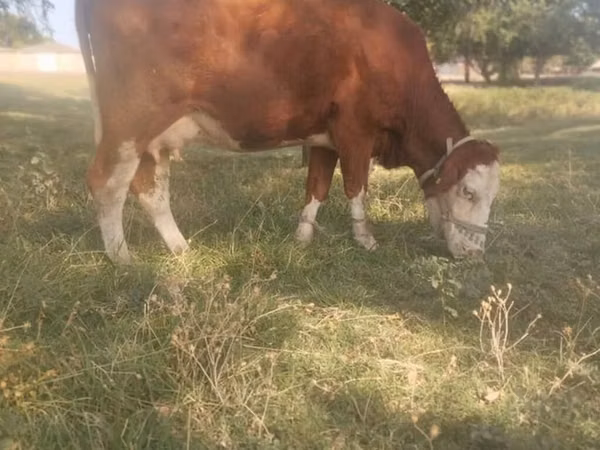 母牛, Simmental cattle — 吉尔吉斯斯坦