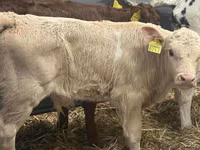 ІҚМ (топ, жынысы көрсетілмеген), Simmental cattle — 5-сурет