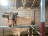 Kuh, Holstein-Rasse — Foto 4
