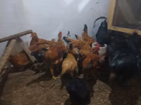 Chickens — 5-rasm