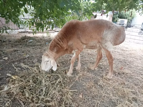 Widder, Arashan sheep