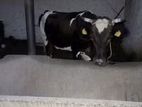 母牛, Russian Black pied cattle — 照片 4
