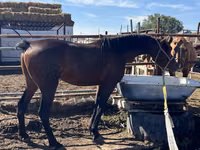 Caballo, Standardbred — foto 1
