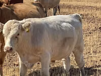 सांड, Swiss cattle — फ़ोटो 5
