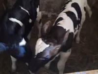 Bulle, Holstein-Rasse — Foto 1