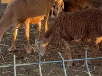 نعجة, Arashan sheep — الصورة 3