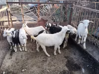 Goat, Goats — photo 7