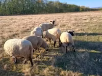 Қошқар, Shroshire sheep — 4-сурет