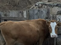 Bulle, Latvian Blue cattle — Foto 2