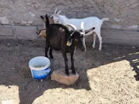 تيس, الماعز — الصورة 7
