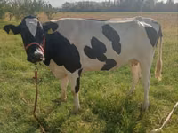 Kuh, Holstein-Rasse — Foto 2