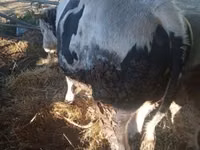 Bulle, Simmental cattle — Foto 2