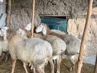Қошқар, Arashan sheep — 6-сурет