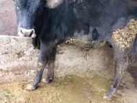 Toro, Russian Black pied cattle — foto 1