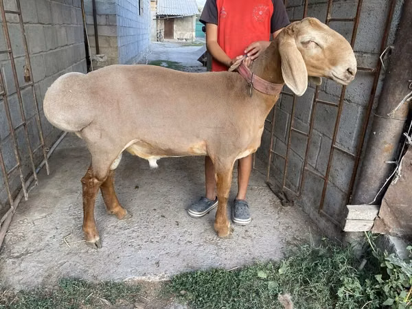 Carnero, Arashan sheep