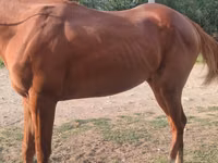 घोड़ा, Thoroughbred horse — फ़ोटो 2