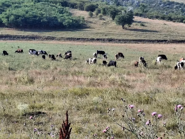 公牛, Cattle