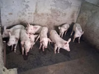Eber, Schweine — Foto 4