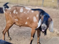 Echki, Nubian Goat — 3-rasm
