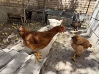 Thailändisches Kampfhuhn — Foto 1