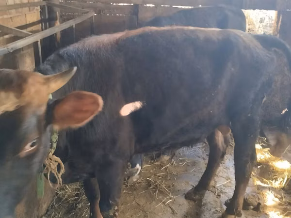 公牛, Cattle — 吉尔吉斯斯坦