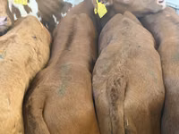 ІҚМ (топ, жынысы көрсетілмеген), Simmental cattle — 7-сурет
