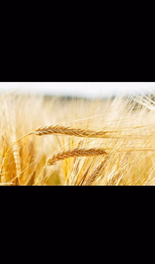 Продаю🌾 ячмень арпа!